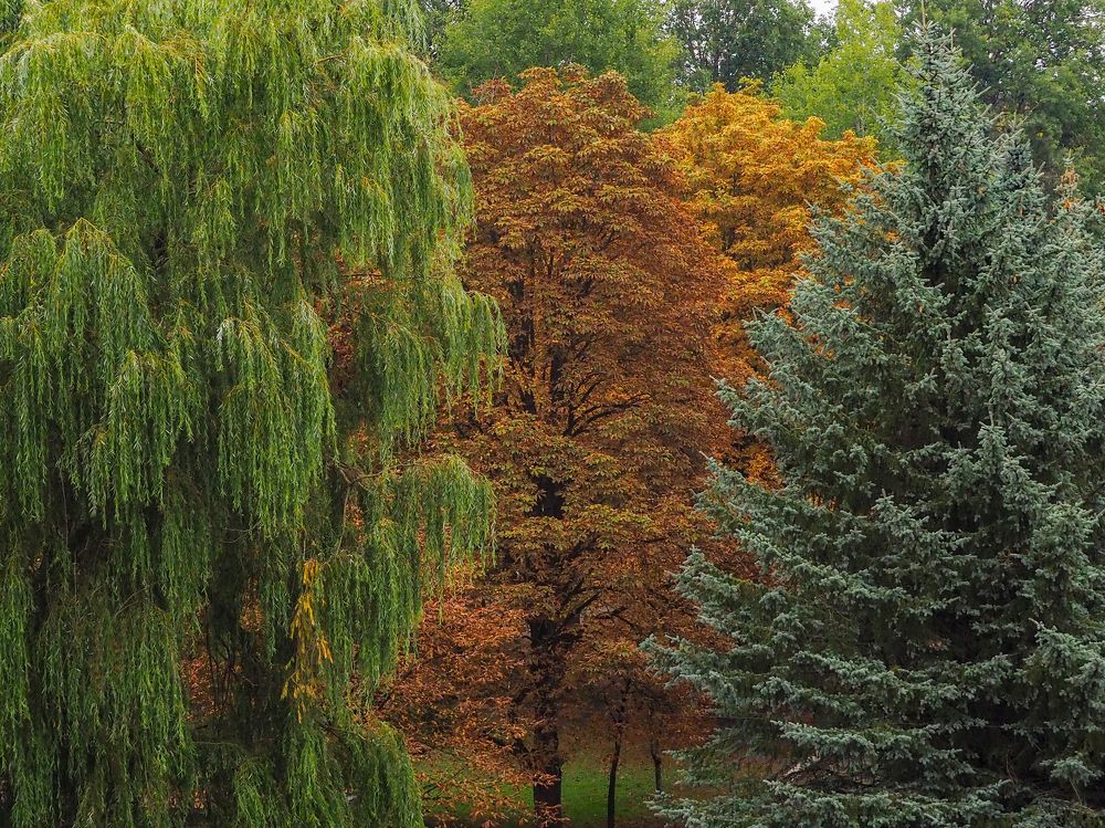 Фотография автора Елена Бурцева