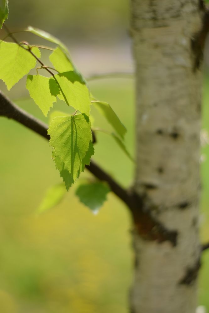 Photograph by Юля Шуравенкова