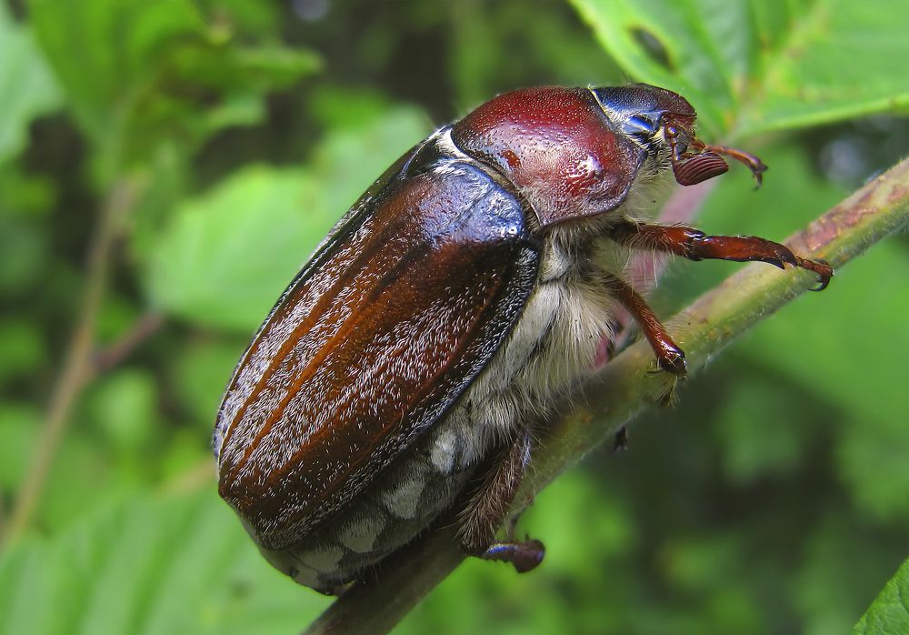 Photograph by Лариса Рулёва