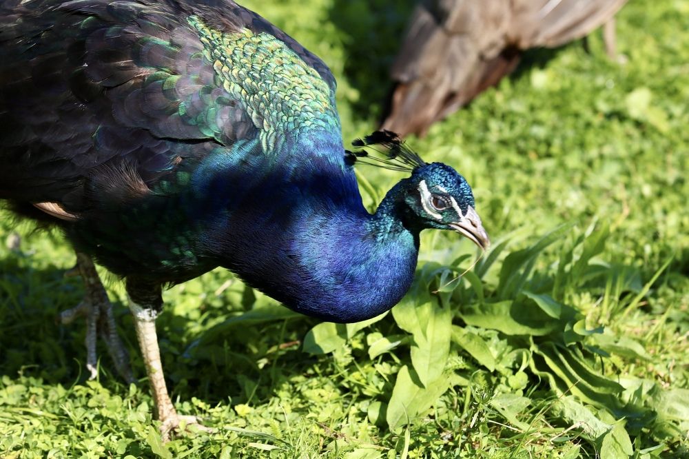 Photograph by Елена Ковалева