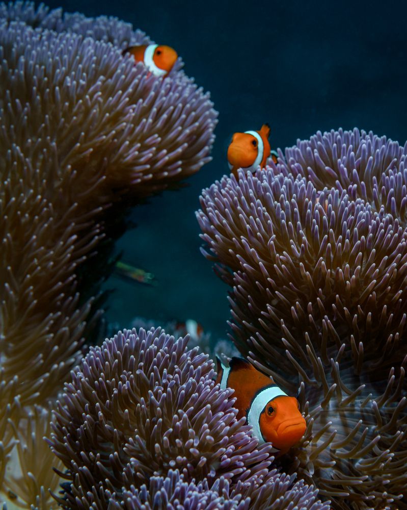 Photograph by Савин Андрей