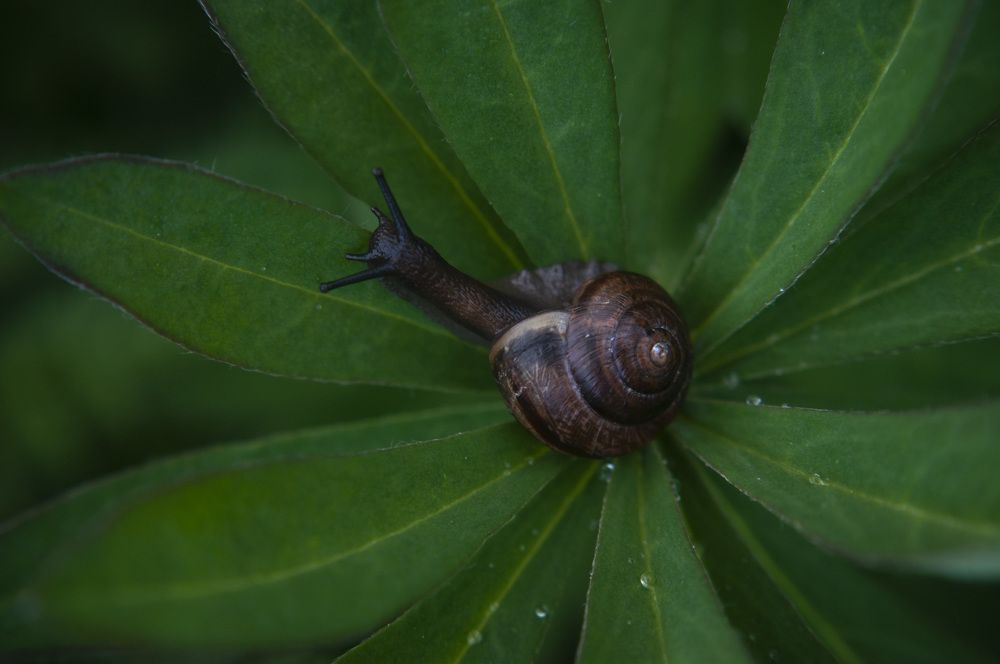 Photograph by Алёна Шматова