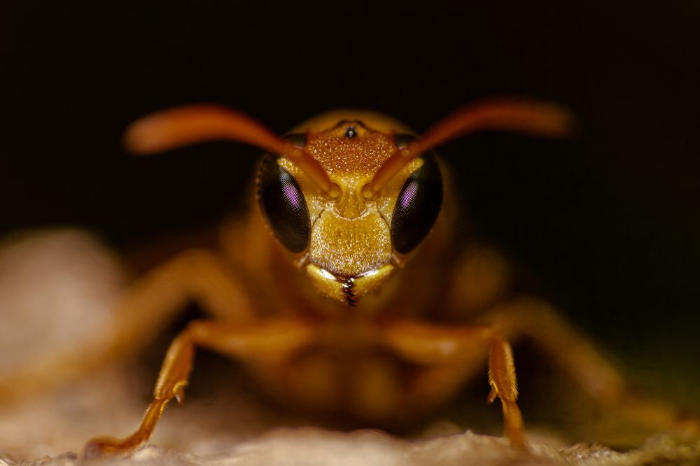 Photograph by Zinda Shaik Mohideen M