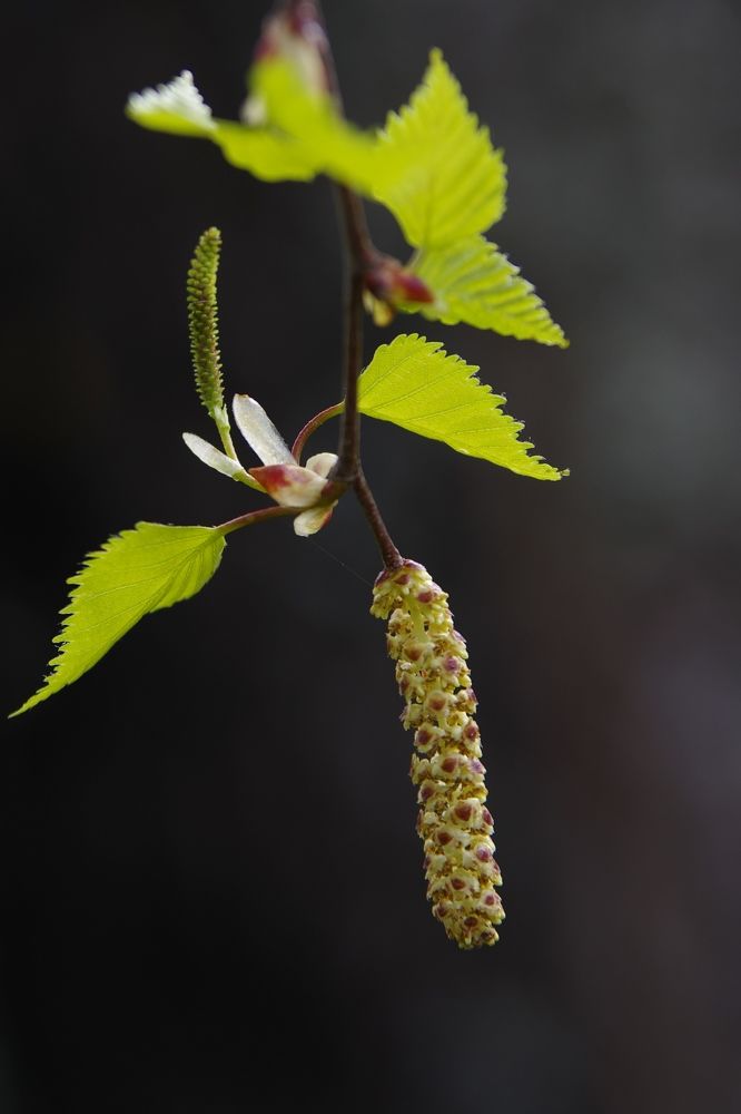 Photograph by Alexandr Bushmelev