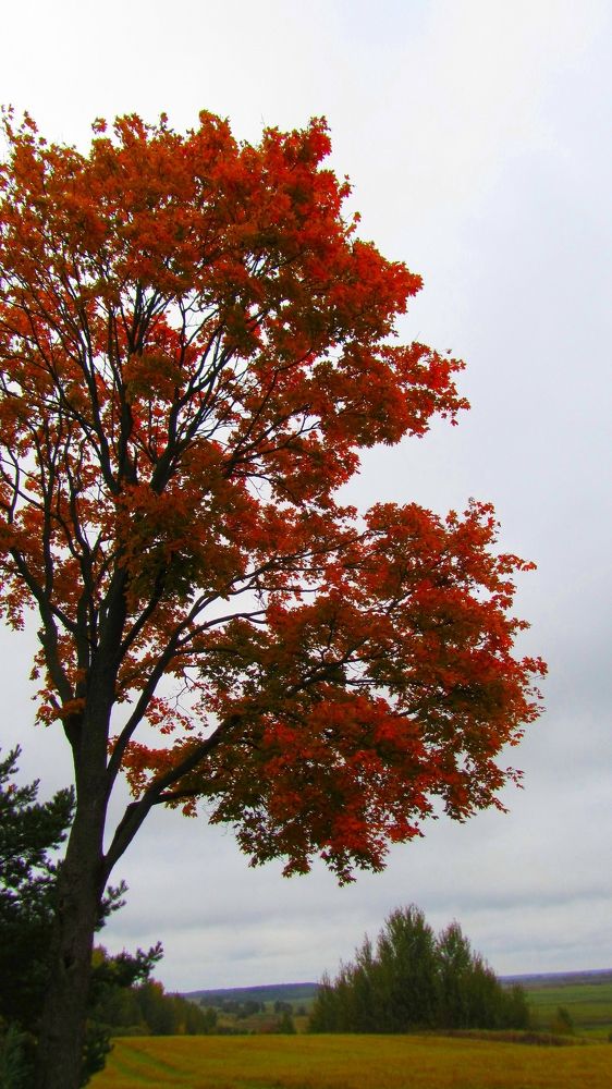 Photograph by Александр Поздняков