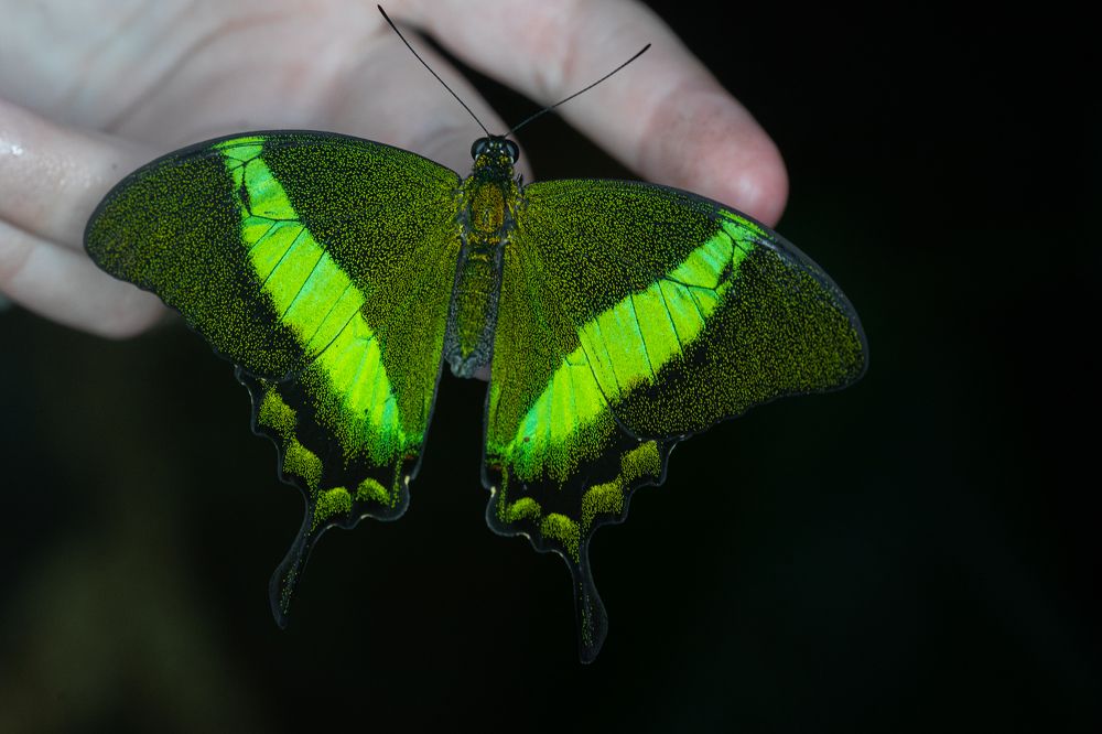 Фотография автора Julia A Caesar