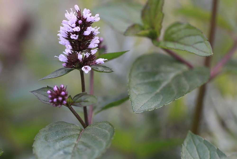 Photograph by Наталья Задерновская