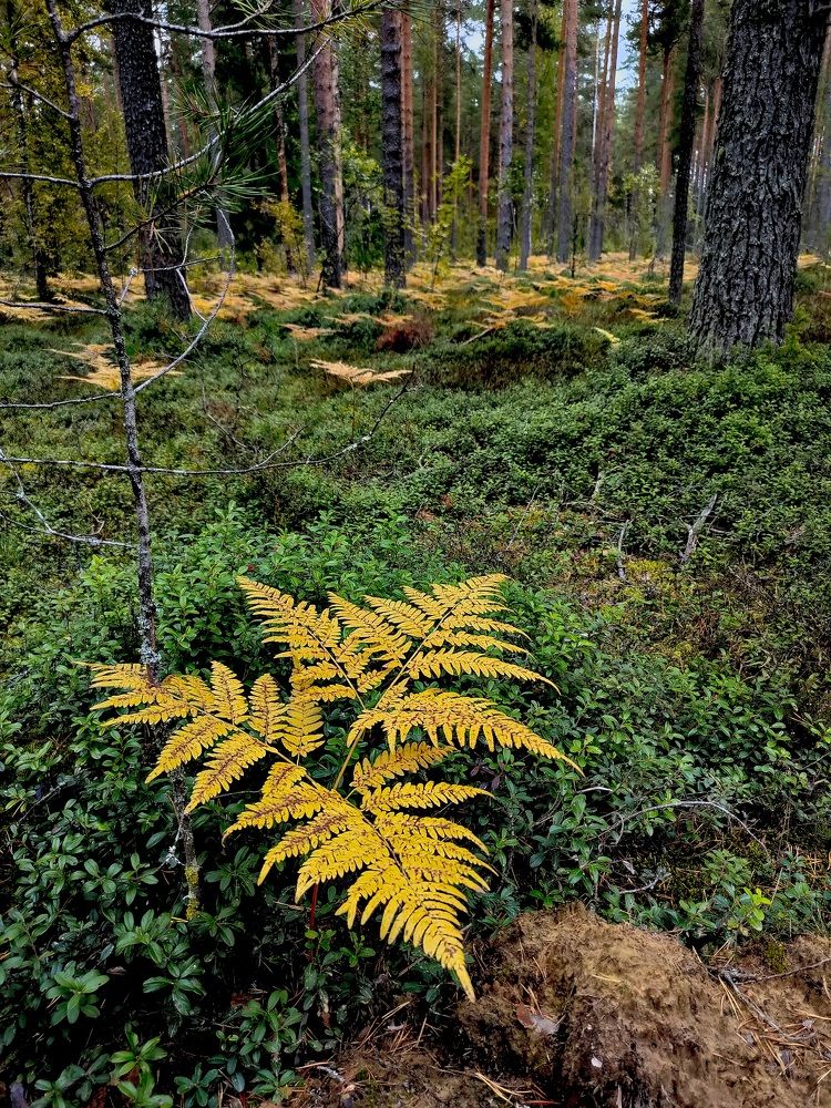 Осень в лесу