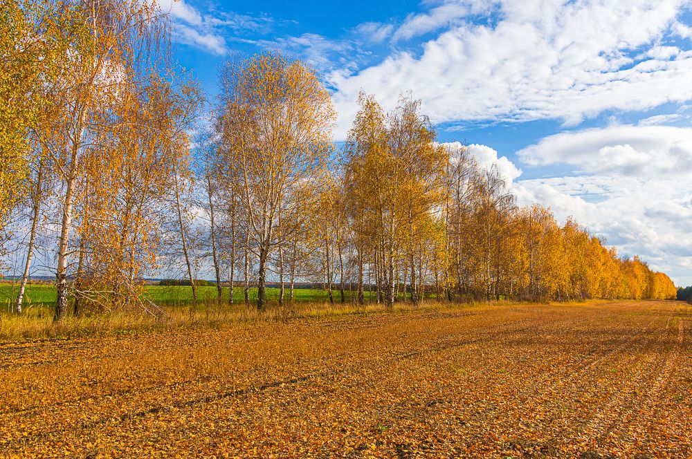Фотография автора Николай Бологов