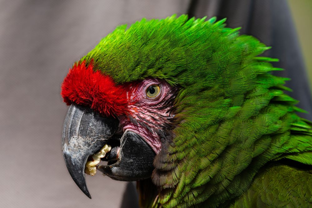 Фотография автора Julia A Caesar