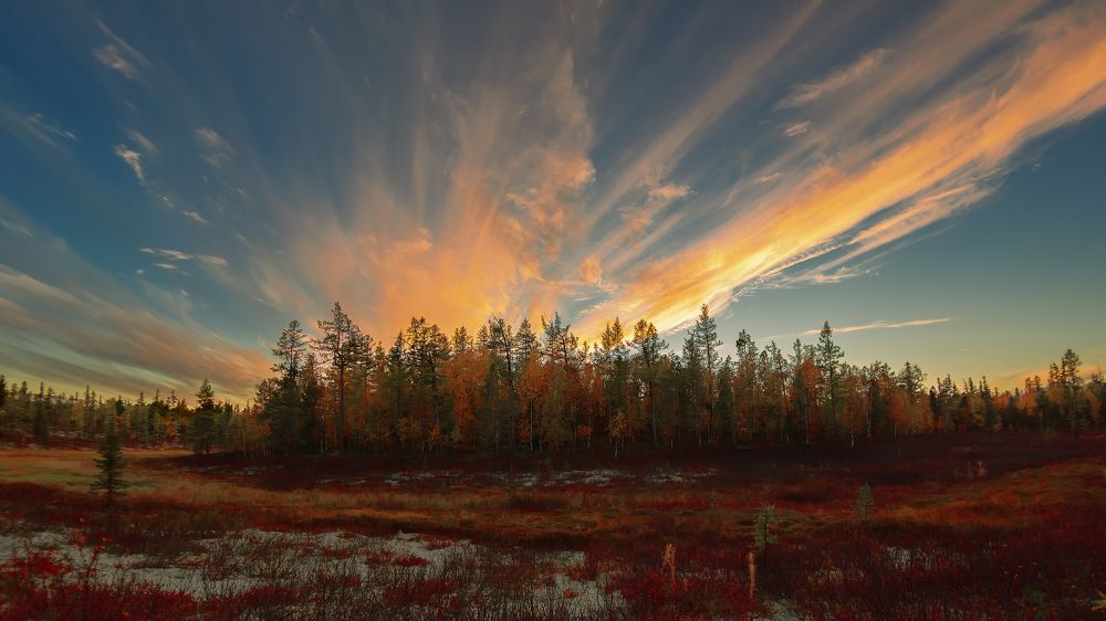 Палитра осенней лесотундры