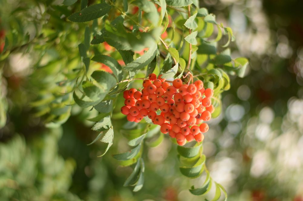 Photograph by Юля Шуравенкова