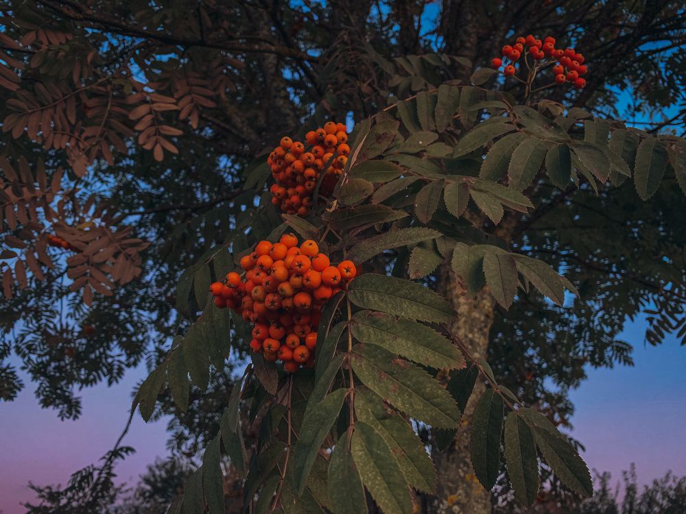 Photograph by Юлия Чиклеева