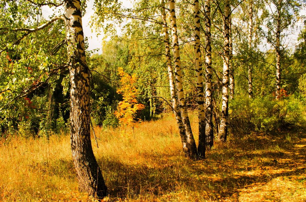 Photograph by Михаил Колосов