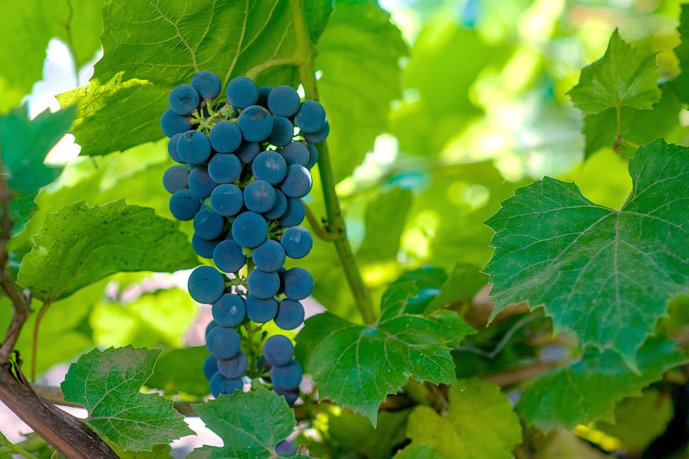 Photograph by Демьян Лопатов