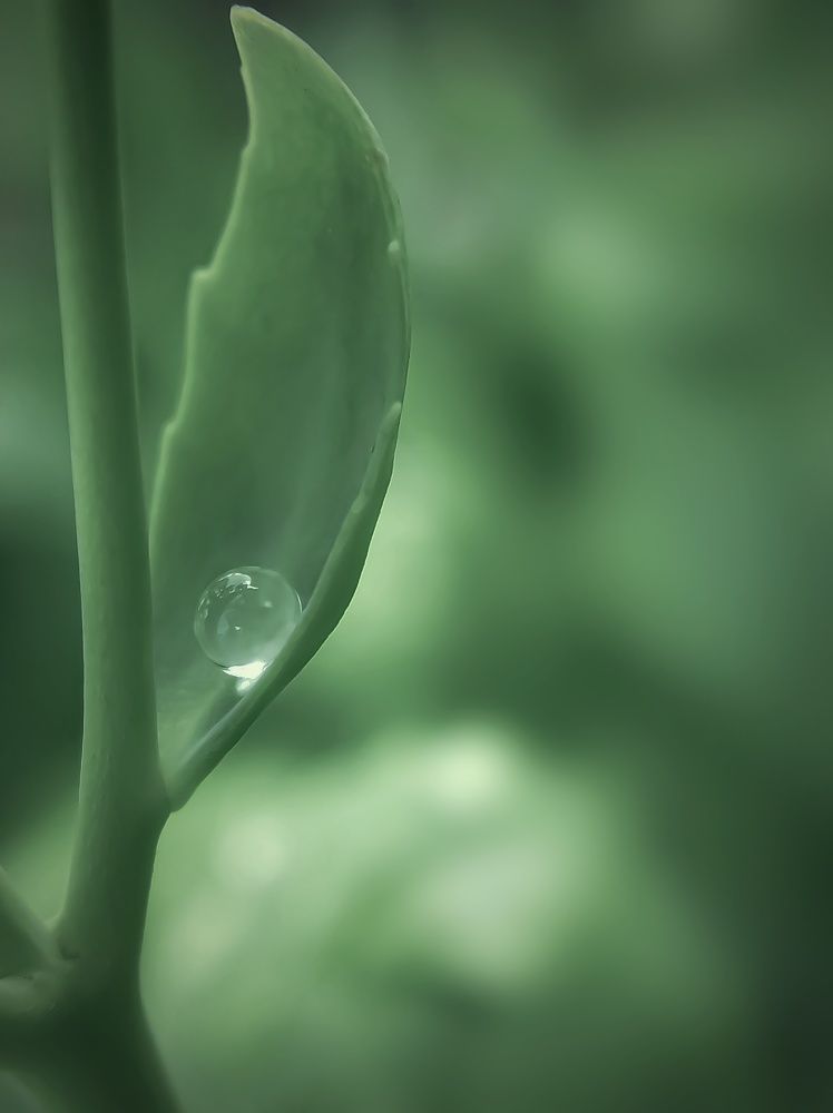 Фотография автора Наталья Алексеева