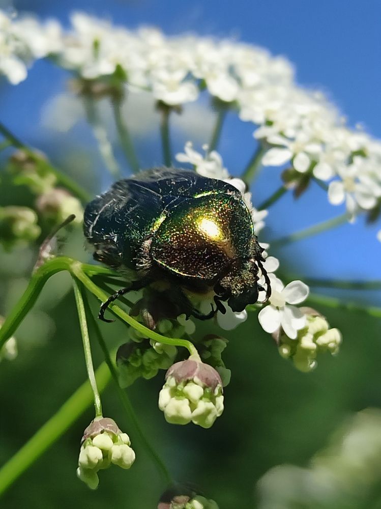 Photograph by Halina Mitsevich