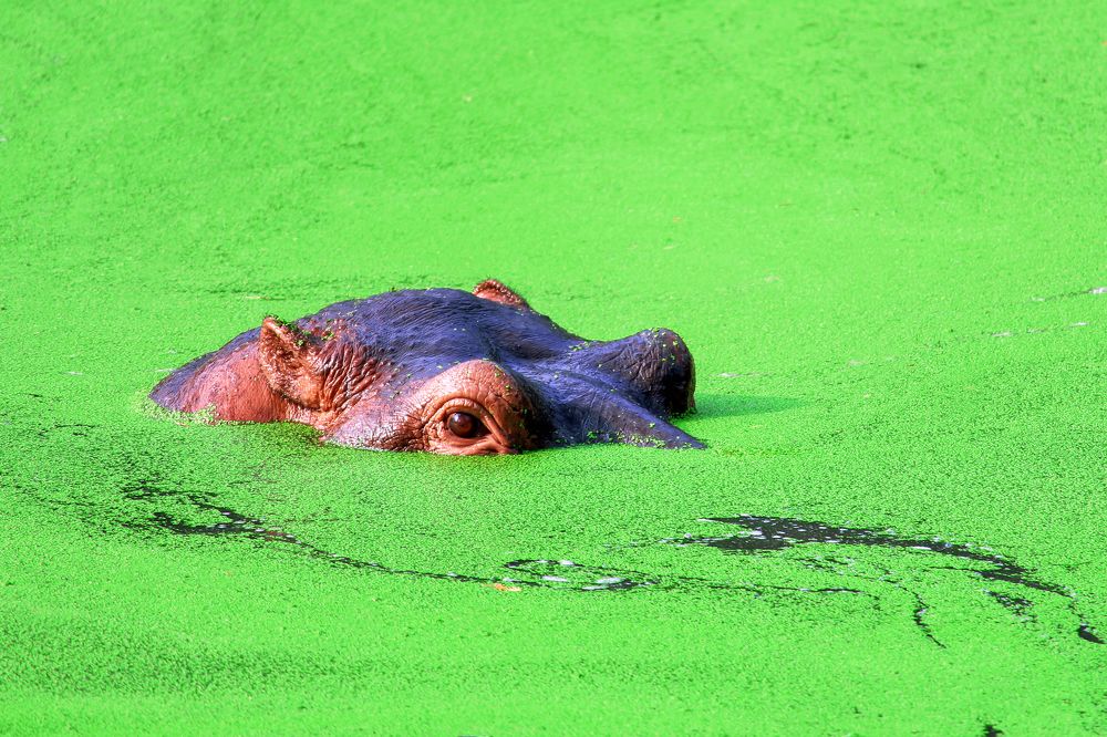 Photograph by Shahariar Alam