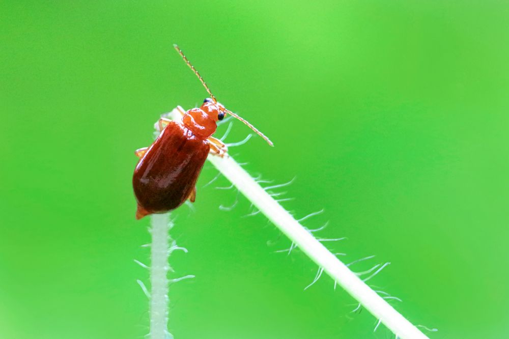 Photograph by Shahariar Alam