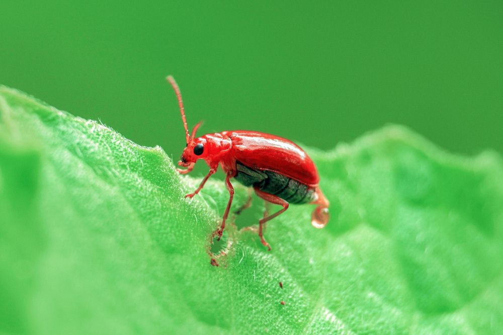 Photograph by Shahariar Alam