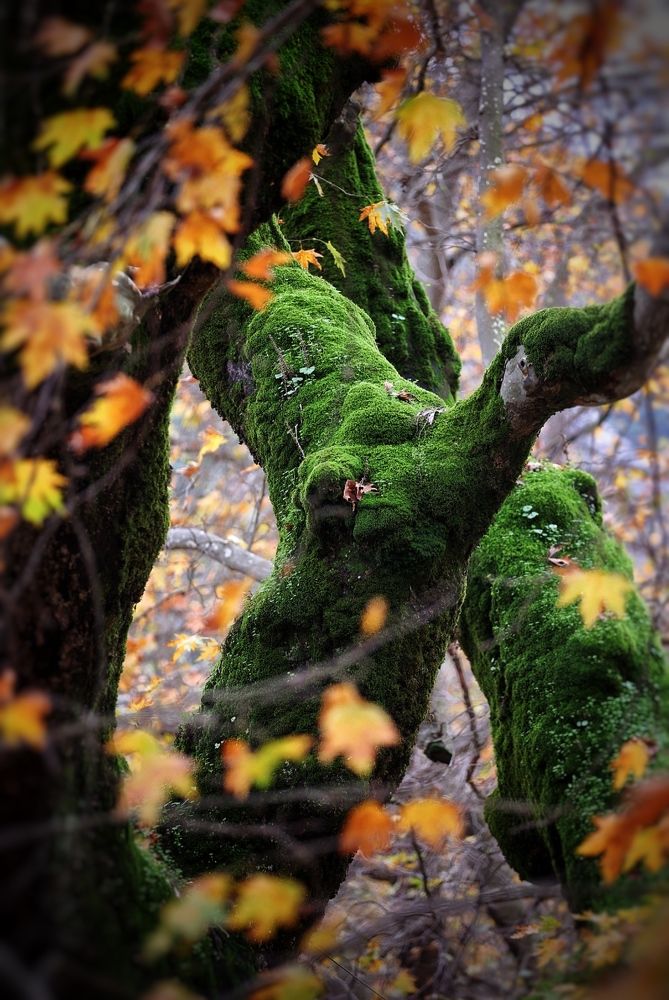 Photograph by Ольга Одаренко