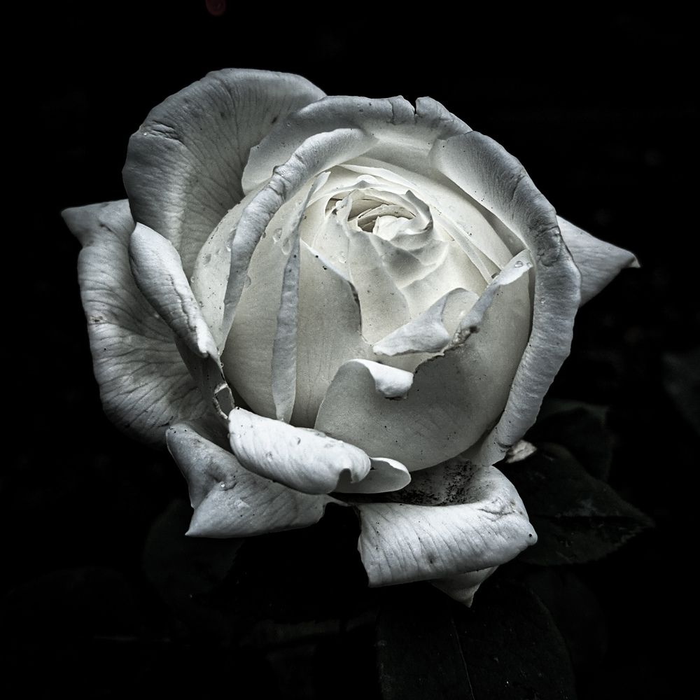 Photograph by Дарья Макаревич