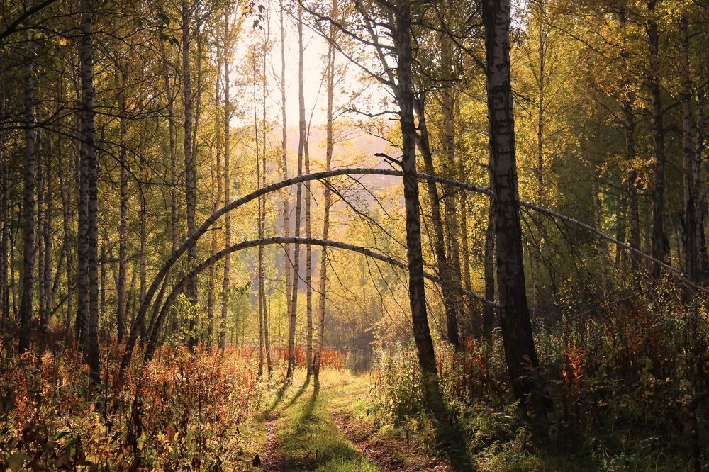 В тени лесной дороги.