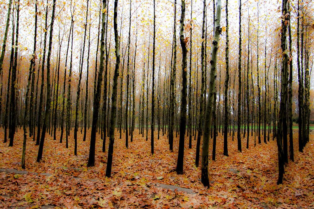 Photograph by mehdi karimi souderjani