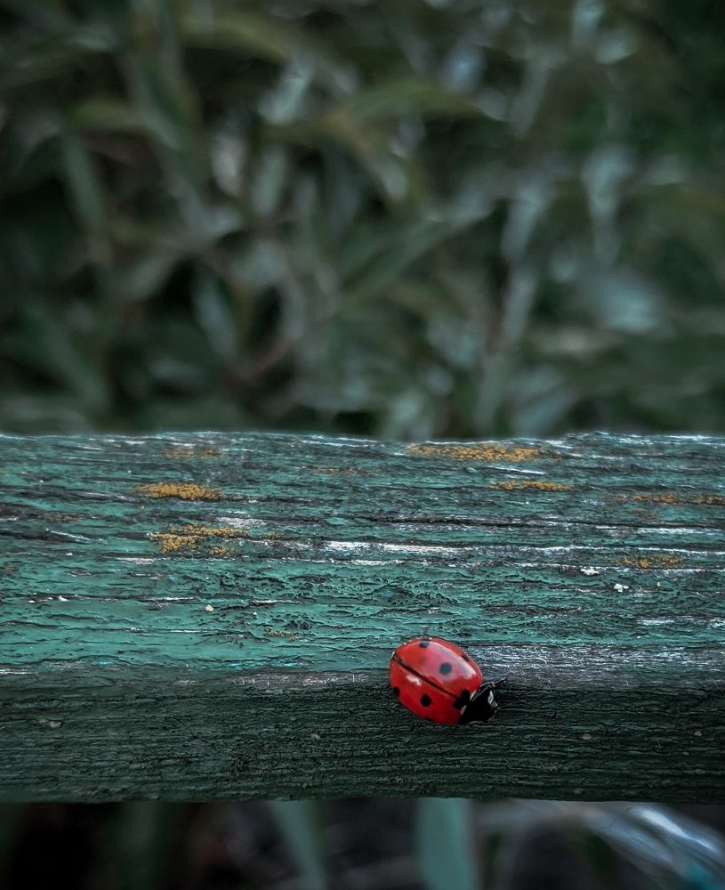 Photograph by Владимир Фролов