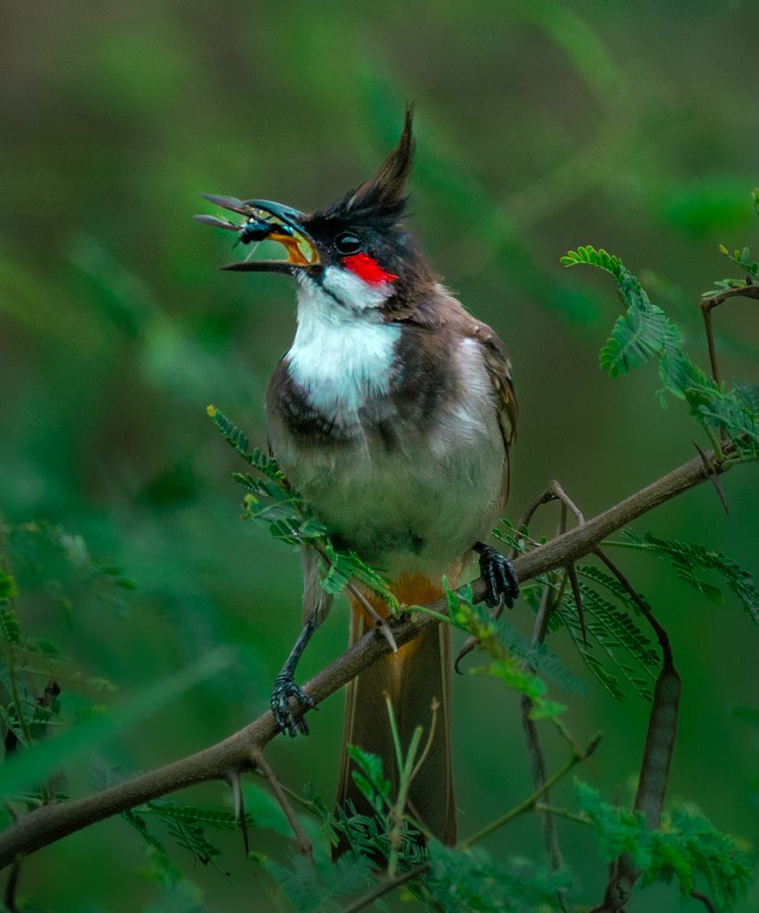 Photograph by Harsha Devalla