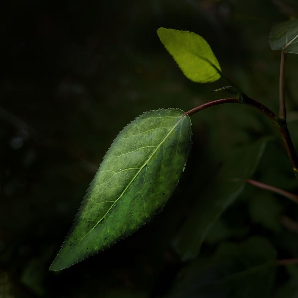 Photograph by 