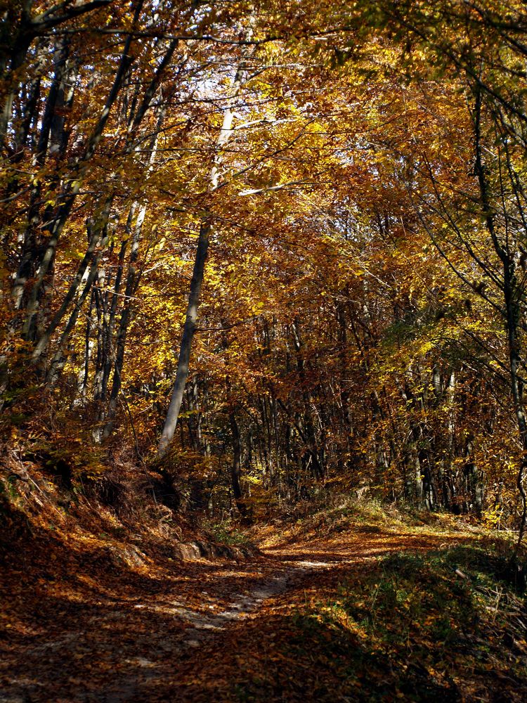 Фотография автора Dubravko Maricic