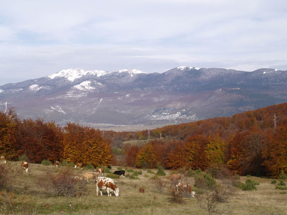 Фотография автора Dubravko Maricic