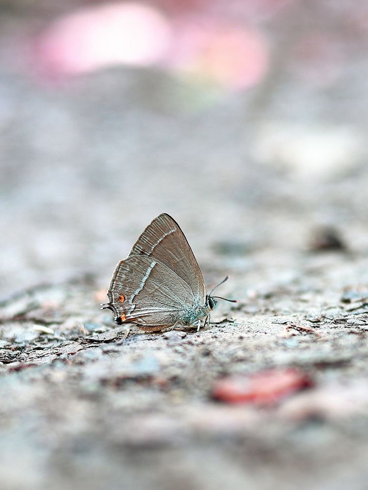 Фотография автора Foto