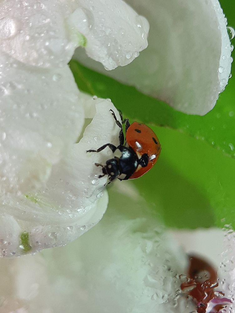 Photograph by Inessa Botasheva