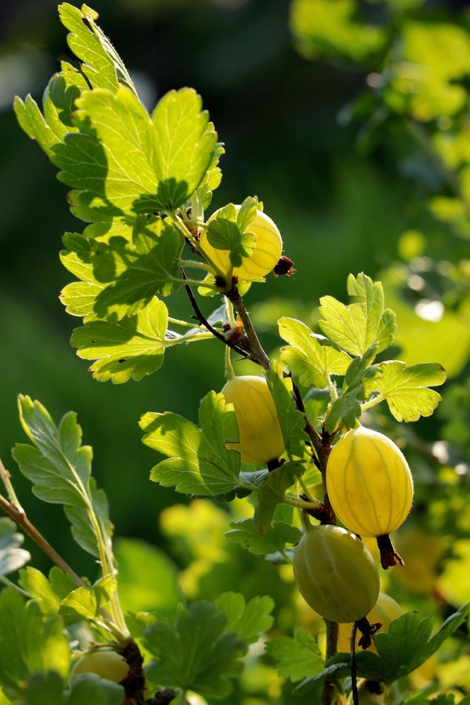 летнее настроение (summer mood)