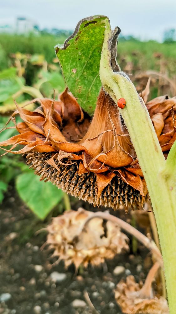 Photograph by Елена Акимова