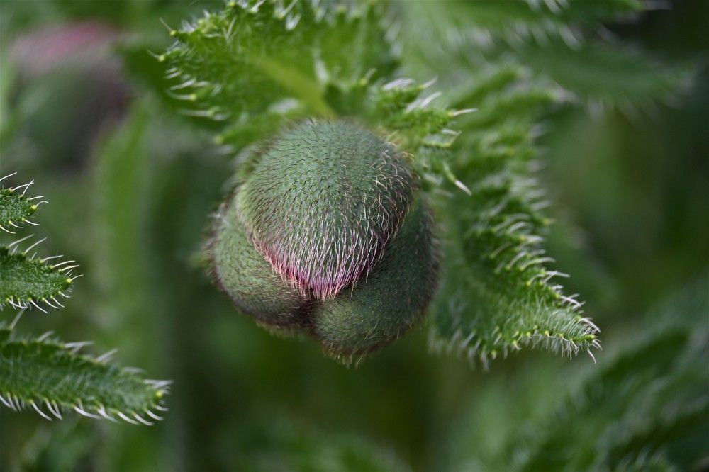 Фотография автора IRINA FILIPPOVA