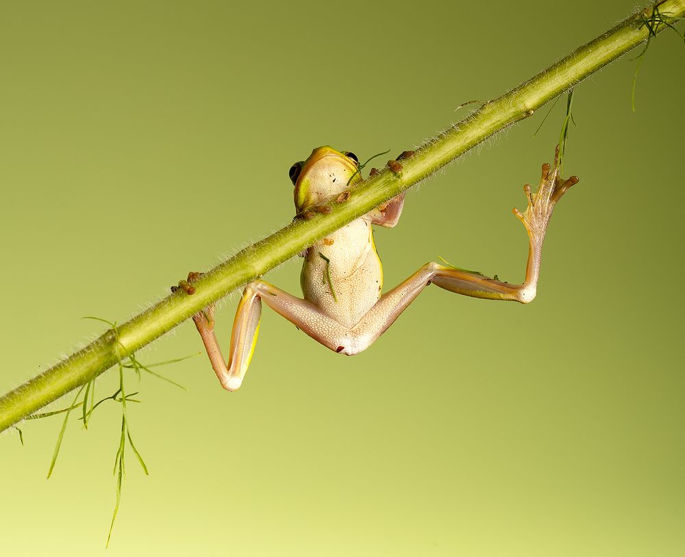 Frog - Зеленая североамериканская Квакша