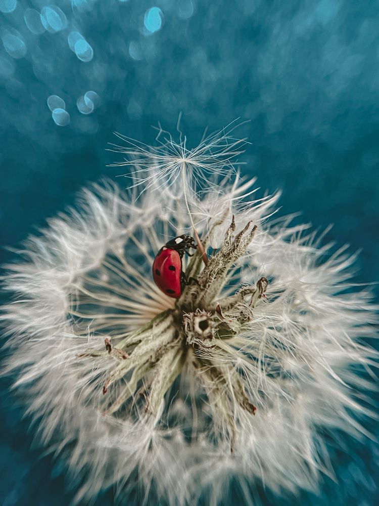 Photograph by KseniTsa