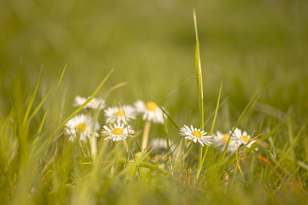 Фотография автора Alena Ponomareva