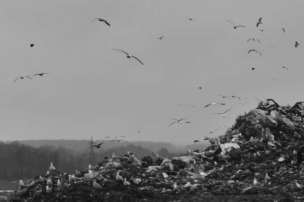 Photograph by Татьяна Ларина