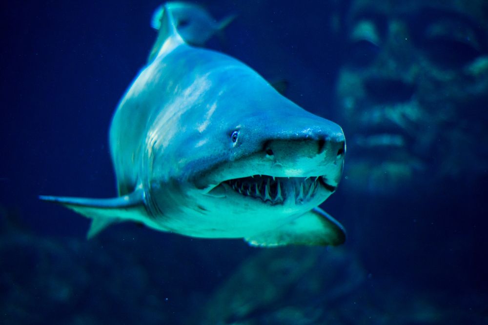 Photograph by Игорь Еремеев