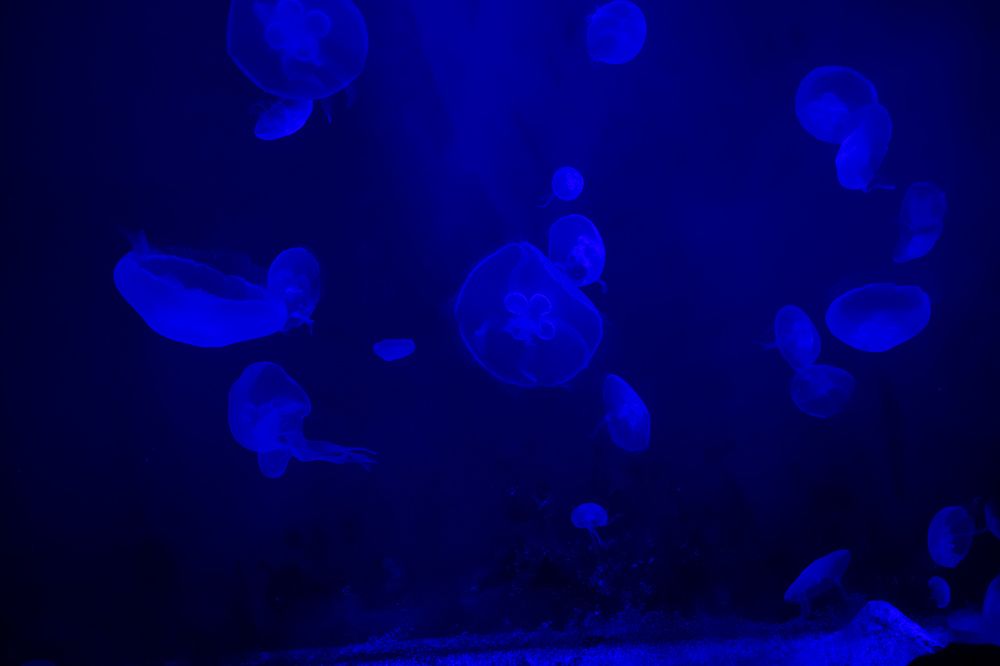 Photograph by Игорь Еремеев