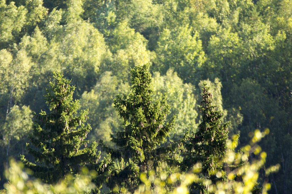 Фотография автора Александр Собокарь