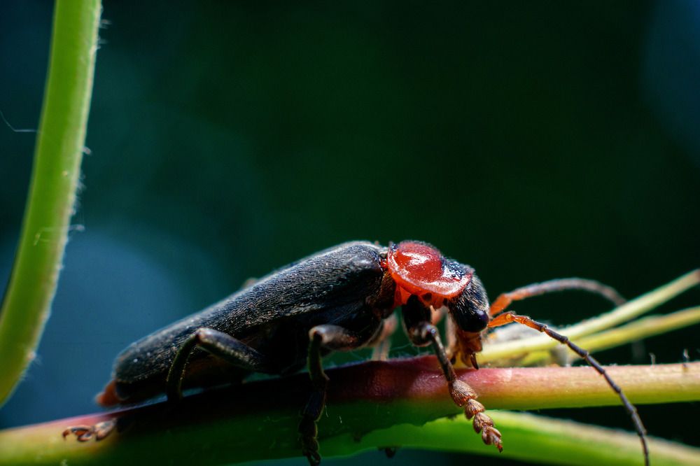 Photograph by Игорь Еремеев