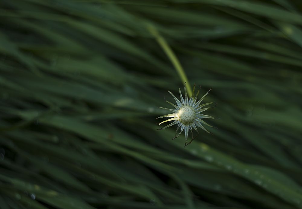 Фотография автора Лариса Кисурина