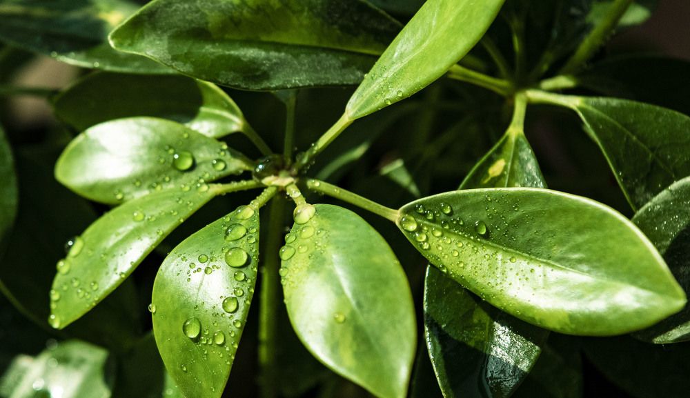 Photograph by ИРЕНА Федорова