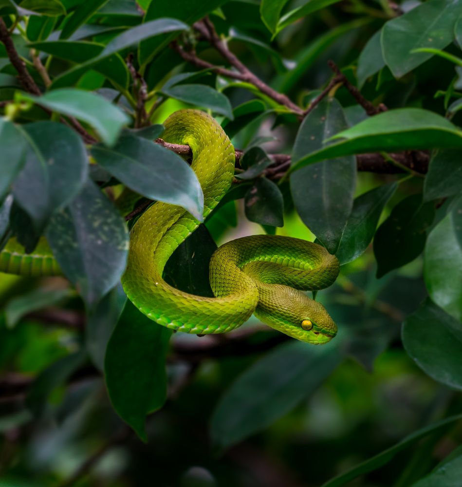 Photograph by nguyễn minh