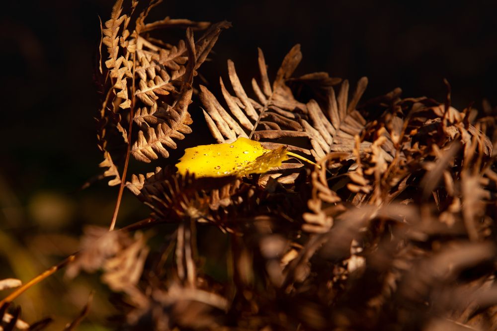 Photograph by Денис Дорошенко